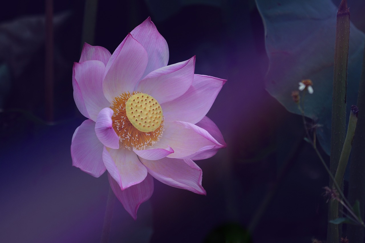 the 경기패스 신청