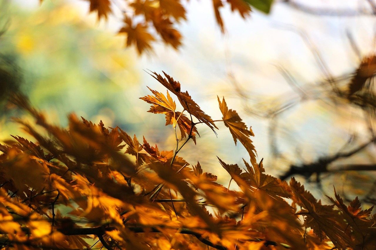 fall